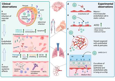 COVID-19 and the Vasculature: Current Aspects and Long-Term Consequences